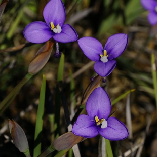 Patersonia occidentalis